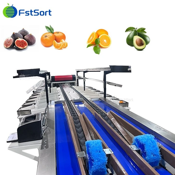Automatic Fig Fruit Washing Sorting Machine suppliers