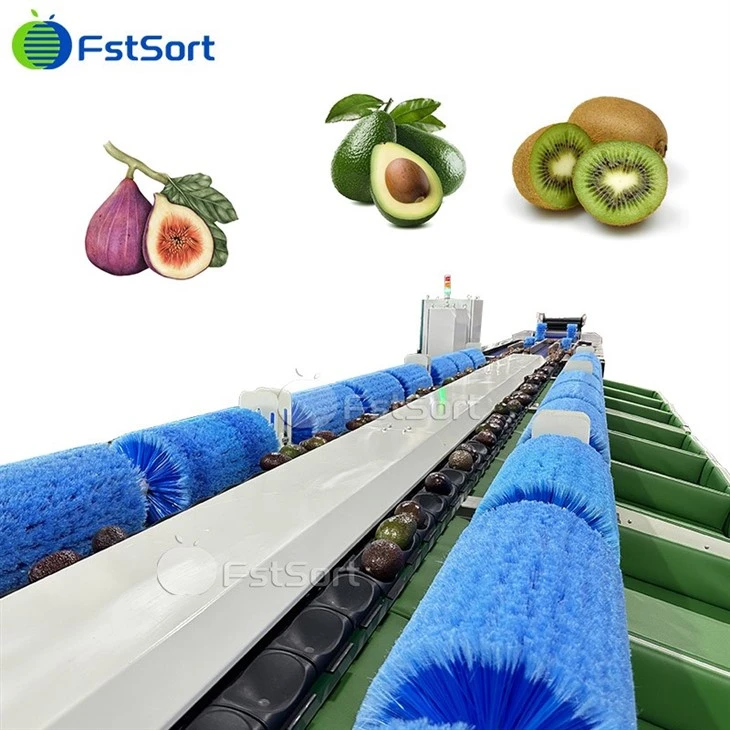Automatic Fig Fruit Washing Sorting Machine best